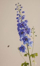 Little Black Cornish Bee