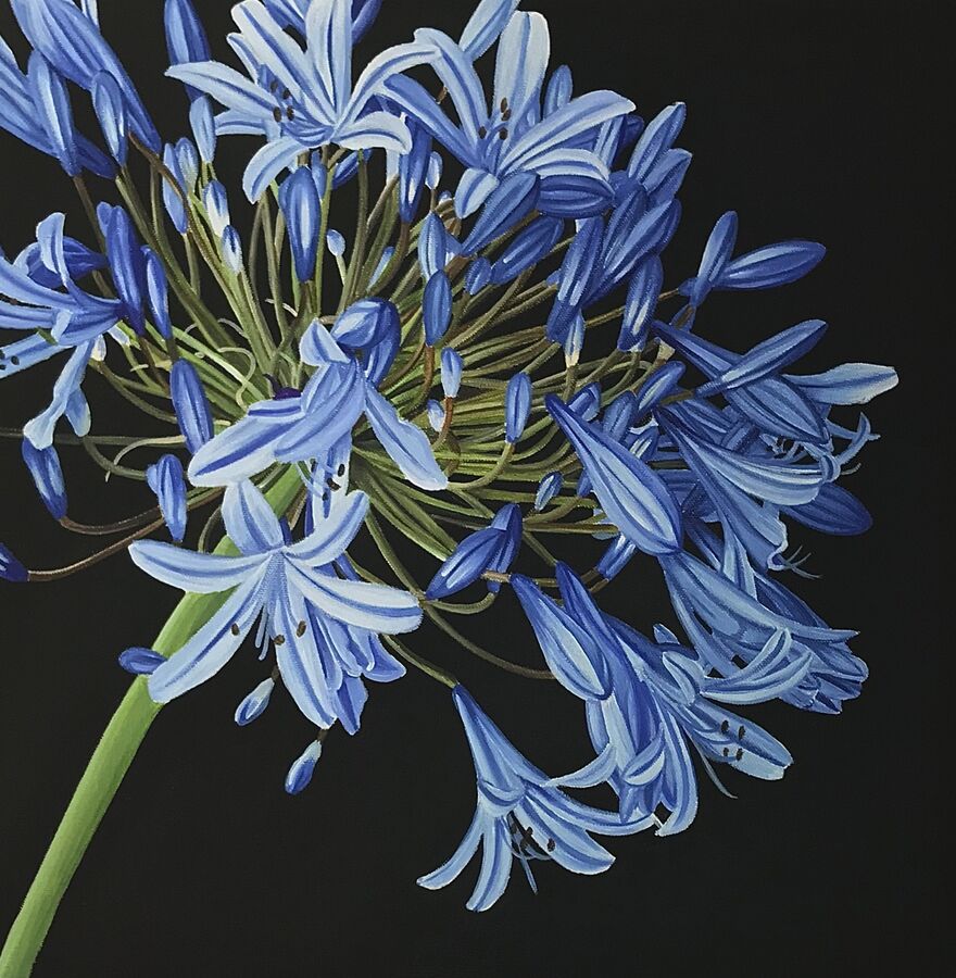 Little Cornish BLue