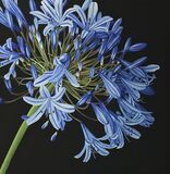 Little Cornish BLue