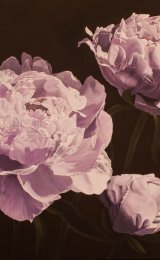 Pnk Peonies