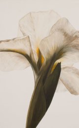Purity 2