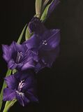 Little Purple Gladioli
