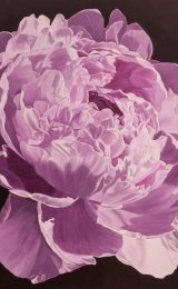 Single Pink Peony