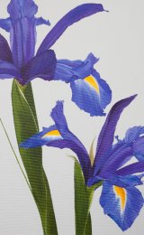Spring Iris