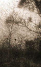 Squarking crows