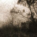 Squarking crows