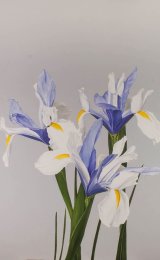 Touch of blue