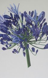Agapanthus