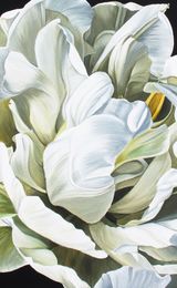 Double wihite Tulip