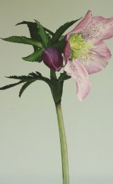 Hellebore