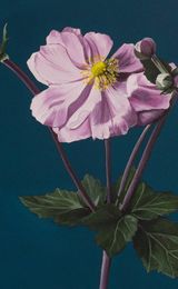 little Anenome