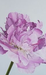 Perfect pink Peonie
