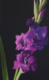 Purple Gladioli