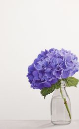 Simplicity 1
