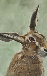 Spring hare