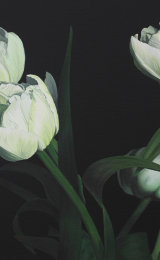 Tulips on black