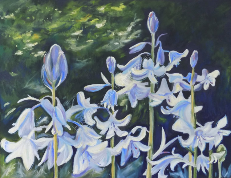 Bluebells - SOLD