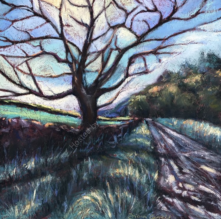 Poplar Tree