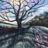 Poplar Tree