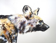 African Wild Dog