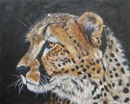 "Cheetah"