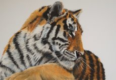 "Amur Tiger" SOLD