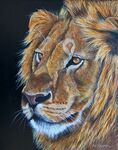 "Young Pretender" Young lion portrait on black background