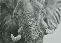 African bull elephant in graphite