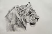 Lioness graphite pencil