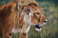 "Heir Apparent" Adolescent lion in bush