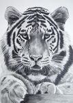 Amur tiger portrait face on in graphite