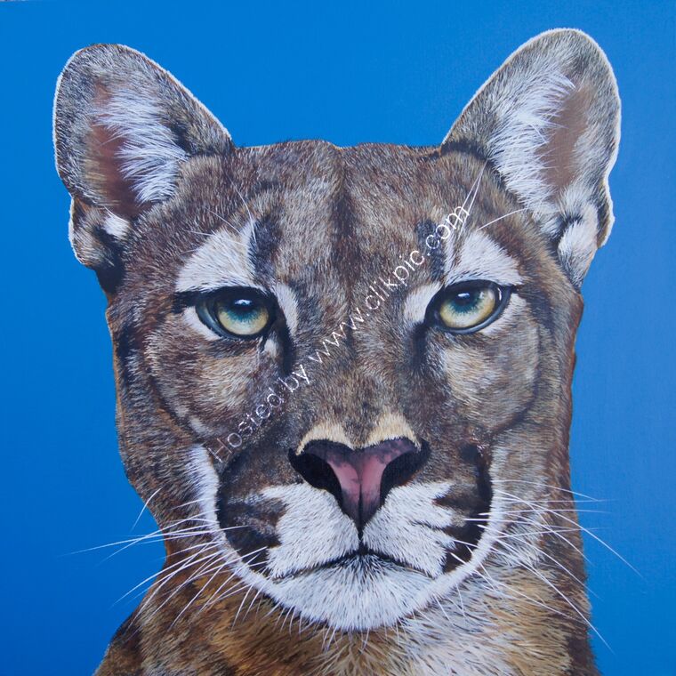 Mountain Lion, Puma Cougar face on blue background