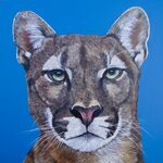 "The Stare" Mountain Lion, Puma Cougar face on blue background