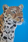 "Regal Pose" SOLD Amur Leopard posing Marwell zoo