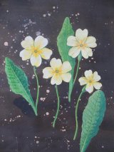Primroses on Black