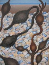 Solway Seaweed