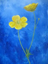 Two Buttercups