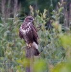 Buzzards