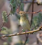 Willow Warblers