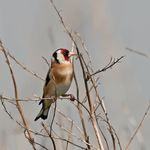 Goldfinches