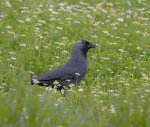 Jackdaws