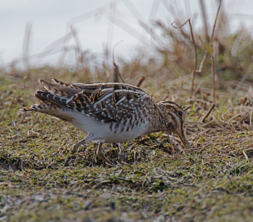 Common Snipe; Gallinago gallinago
