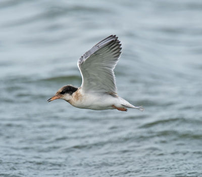 Tern; Sterna hirundo;