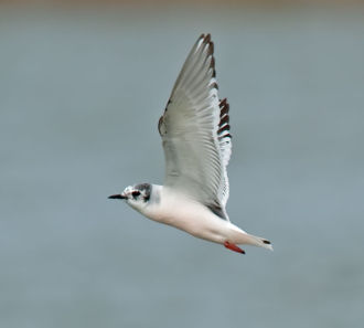 Little Gull; Hydrocoloeus minutus