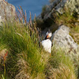 Steik ka folk her va..!