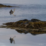 Hegre inn for landing