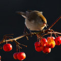 Warbler