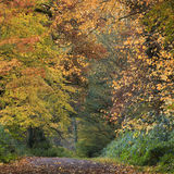Ballyannon Woods Nov 2019_12
