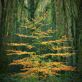 Ballyannon Woods Nov 2019_13
