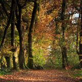 Ballyannon Woods Nov 2019_14